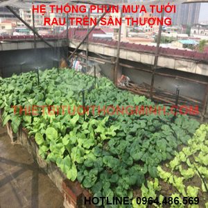 hệ thống tưới phun mưa tưới rau, cây tự động