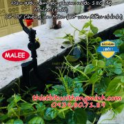 Đầu tưới phun mưa 180 độ cây cắm gốc Malee