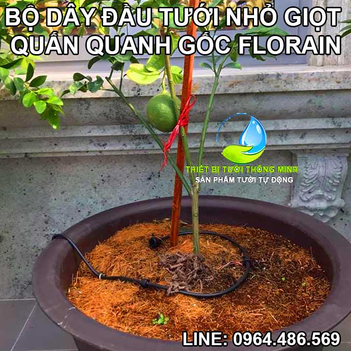 Dây béc tưới nhỏ giọt quấn gốc tưới khay rau Florain 5 nút tưới